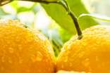 介紹橙子的作文