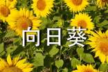 向日葵成長(zhǎng)記日記
