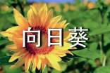 寫向日葵的七年級(jí)優(yōu)秀作文(通用41篇)