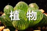 關(guān)于植物的句子大全